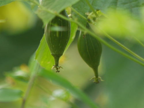 Sinkwa towelsponge (Luffa acutangula)