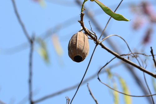 Sinkwa towelsponge (Luffa acutangula)