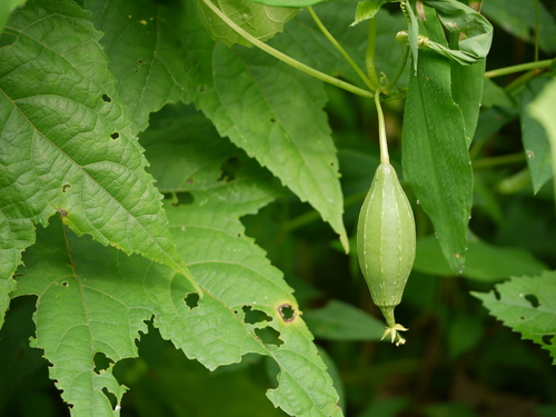 Sinkwa towelsponge (Luffa acutangula)