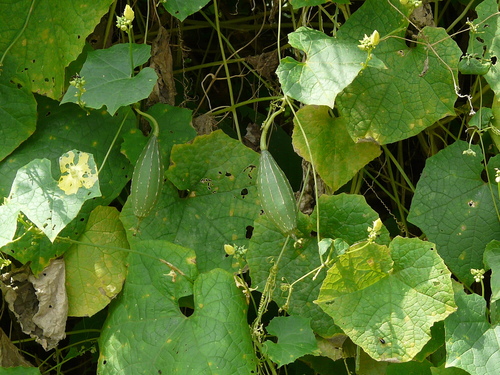 Sinkwa towelsponge (Luffa acutangula)