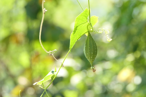 Sinkwa towelsponge (Luffa acutangula)