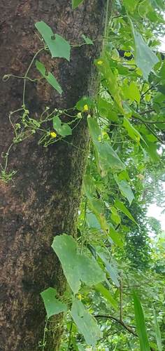 Sinkwa towelsponge (Luffa acutangula)