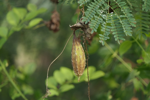 Sinkwa towelsponge (Luffa acutangula)