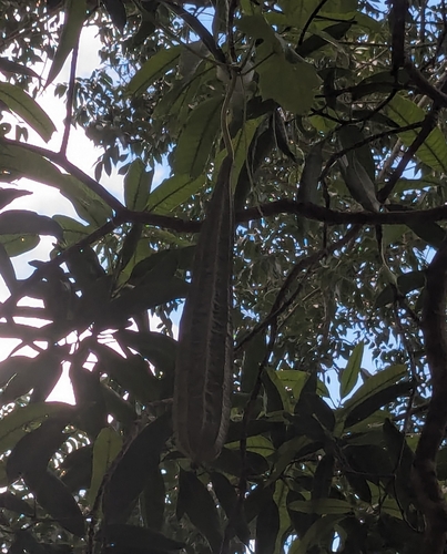 Sinkwa towelsponge (Luffa acutangula)