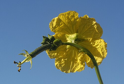 Sponge gourd: Luffa cylindrica (L.) is a cucurbitaceae known as vegetable sponge or sponge gourd