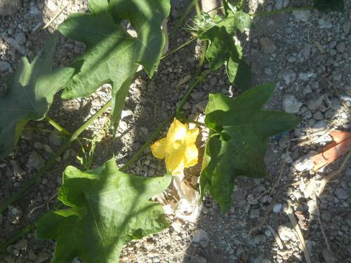Sponge gourd