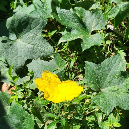 Sponge gourd (Luffa aegyptiaca)
