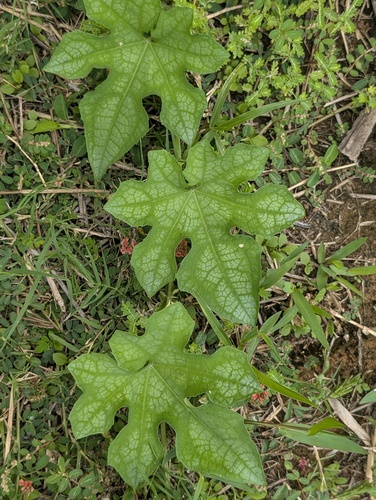 Sponge gourd (Luffa aegyptiaca)