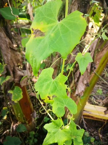 Sponge gourd (Luffa aegyptiaca)