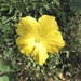 Sponge gourd (Luffa aegyptiaca)