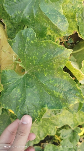Sponge gourd (Luffa aegyptiaca)