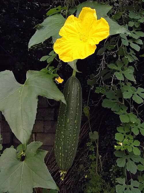 Sponge gourd: Imagen de Flor y Fruto de Estropajo