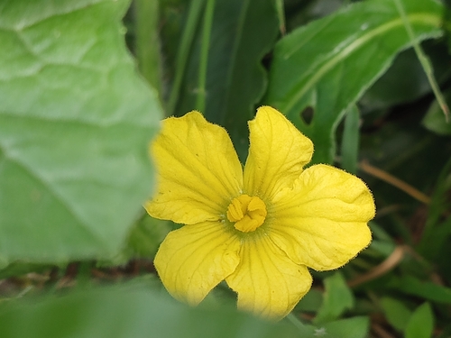 Sponge gourd (Luffa aegyptiaca)