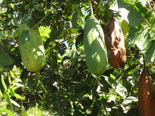 Sponge gourd (Luffa aegyptiaca)