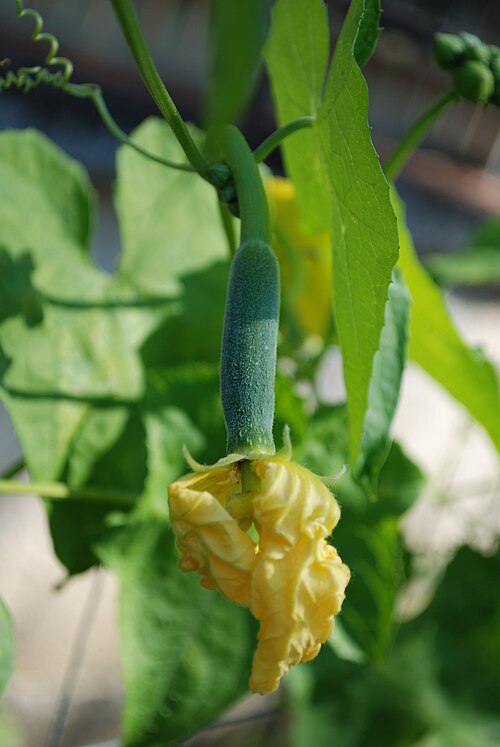Sponge gourd: Female flower of Luffa Cylindrica