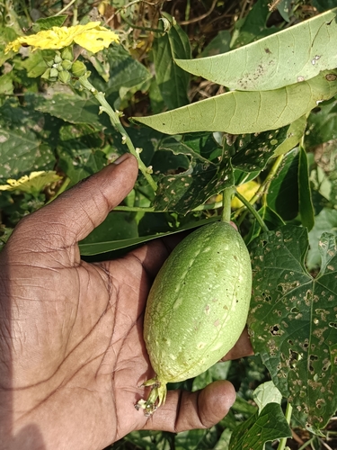 Sponge gourd (Luffa aegyptiaca)