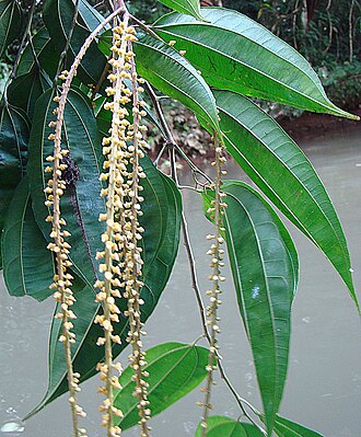 Lunania parviflora: Of the Salicaceae. Native from Nicaragua to Bolivia. Photo from southeastern Nicaragua.