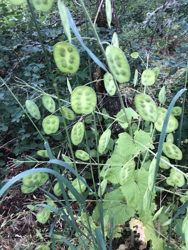 Annual honesty (Lunaria annua)
