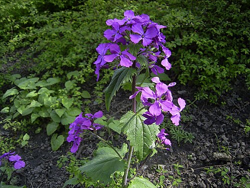 Annual honesty (Lunaria annua)