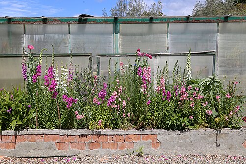 Annual honesty: Castel Ruggero (Bagno a Ripoli) - Gardens