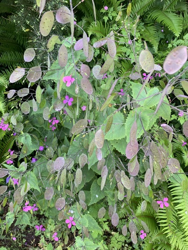 Annual honesty (Lunaria annua)