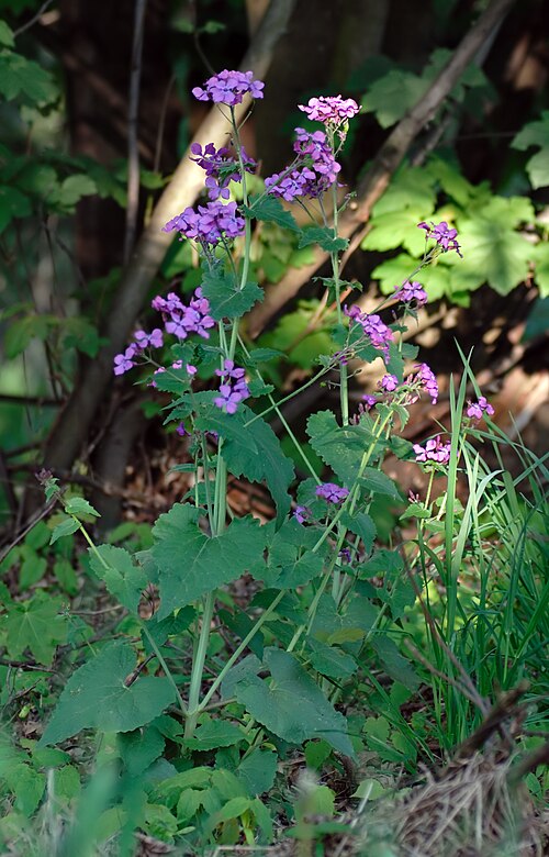 Annual honesty: This image shows an Annual honesty ( Lunaria annua ). Thanks to Fice for identifying this plant.