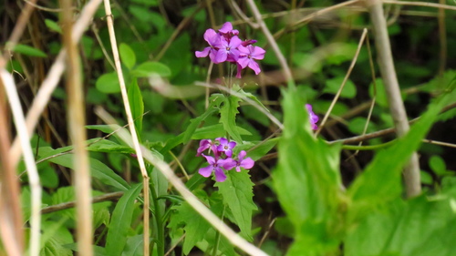 Annual honesty (Lunaria annua)