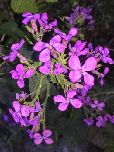 Annual honesty (Lunaria annua)