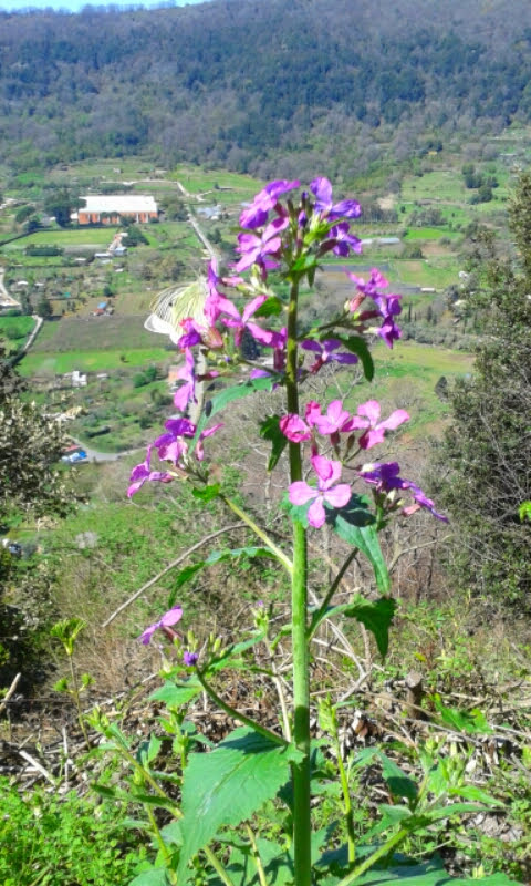 Annual honesty: farfalla cavolaia su fiore di lunaria a nemi: sulo sfondo il museo delle navi romane