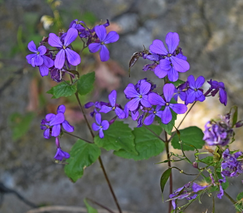 Annual honesty (Lunaria annua)