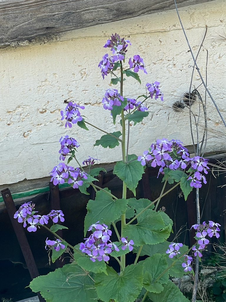 Annual honesty (Lunaria annua)