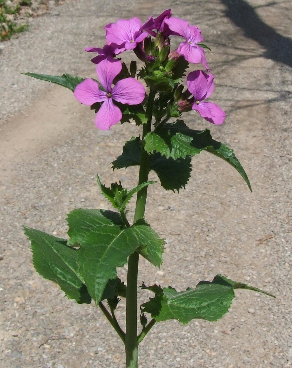 Annual honesty: Lunaria annua