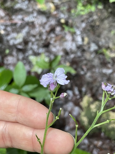 Perennial honesty (Lunaria rediviva)