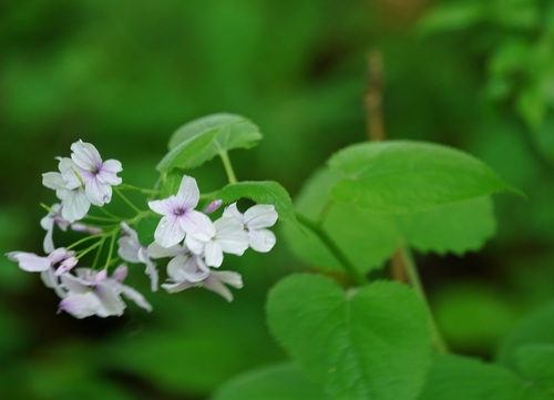 Perennial honesty (Lunaria rediviva)