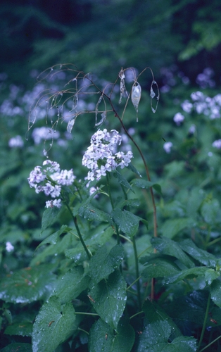 Perennial honesty (Lunaria rediviva)
