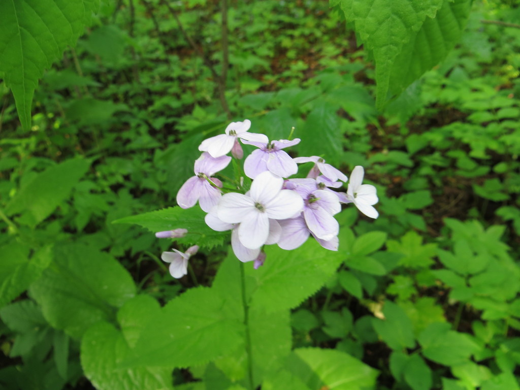 Perennial honesty (Lunaria rediviva)