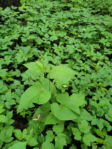 Perennial honesty (Lunaria rediviva)