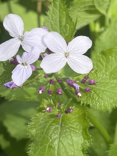 Perennial honesty (Lunaria rediviva)