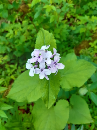 Perennial honesty (Lunaria rediviva)