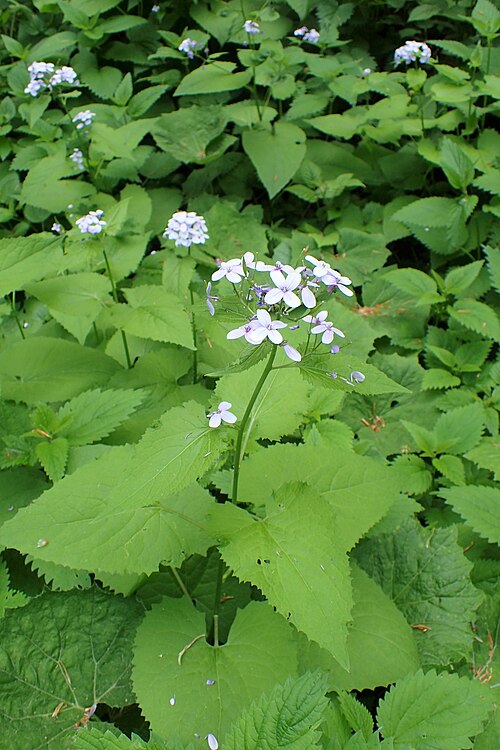 Perennial honesty: Lunaria rediviva in Cartisoara, Romania