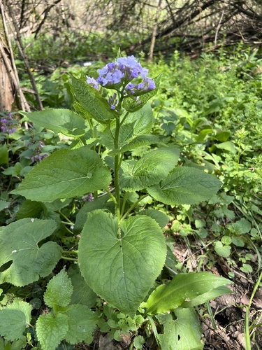 Perennial honesty (Lunaria rediviva)
