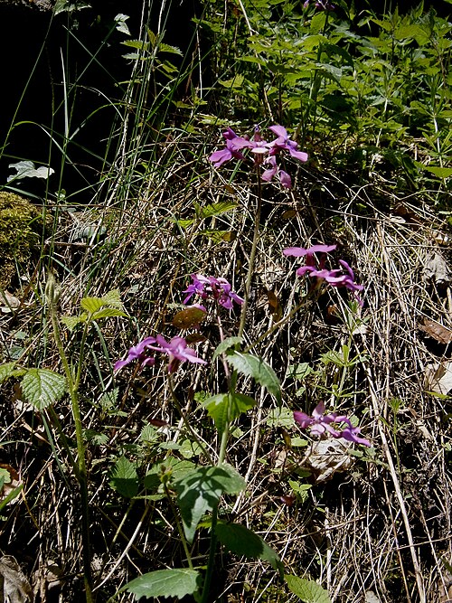 Perennial honesty: Lunaria rediviva