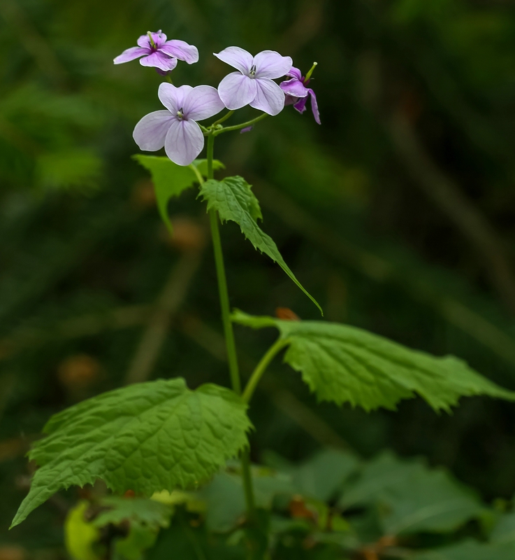 Perennial honesty: Alpengarten Villacher Alpe : Ausdauerndes_Silberblatt