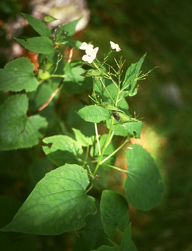 Perennial honesty: Ausdauernde Mondviole ( Lunaria rediviva ), Kreuzblütler (Brassicaceae) - Österreich/Austria/Autriche: Niederösterreich, Erlauftal E Gaming, Vordere Tormäuer