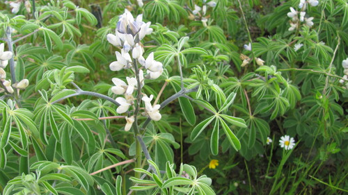 White lupin (Lupinus albus)