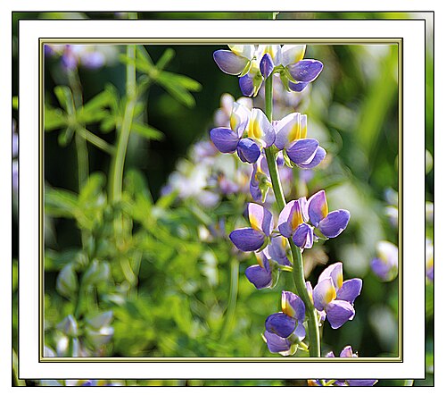 White lupin: Lupinus albus