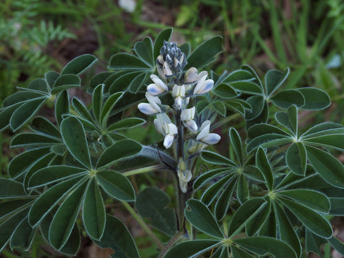 White lupin (Lupinus albus)