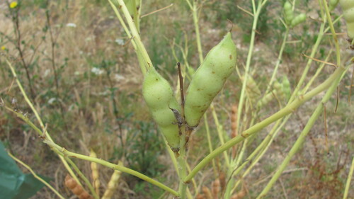 White lupin (Lupinus albus)