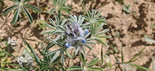 White lupin (Lupinus albus)