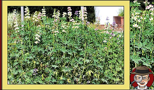 White lupin: Lupinus albus